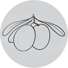 Fruit Serrated Knife